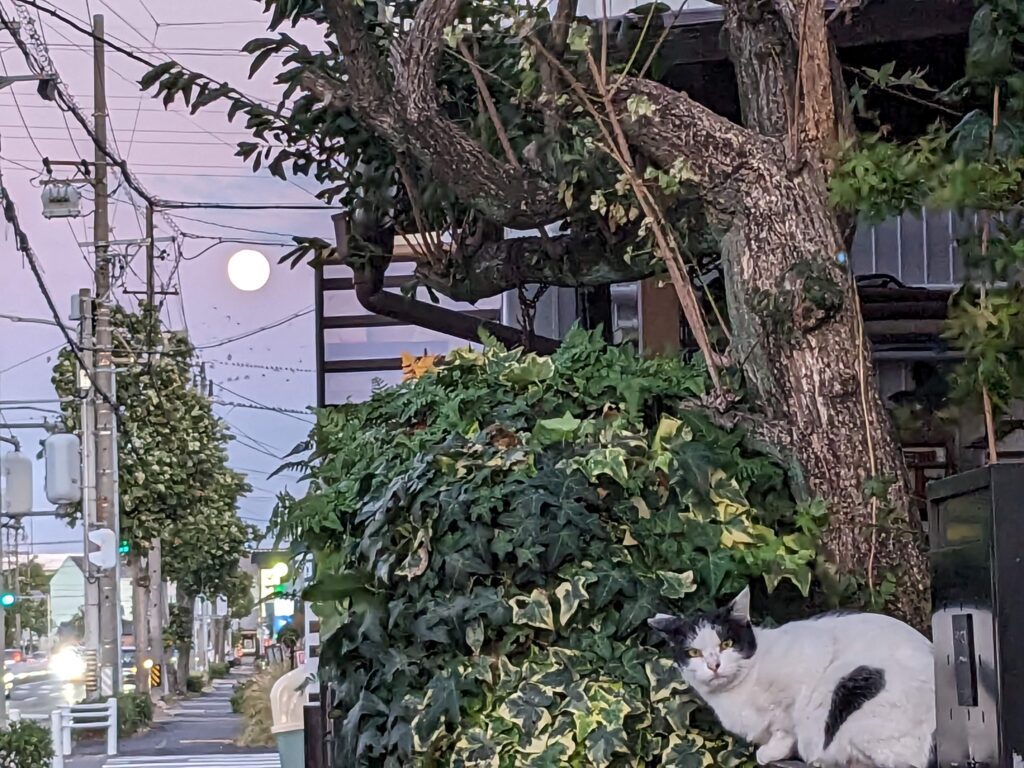 とても綺麗な満月でした🌕