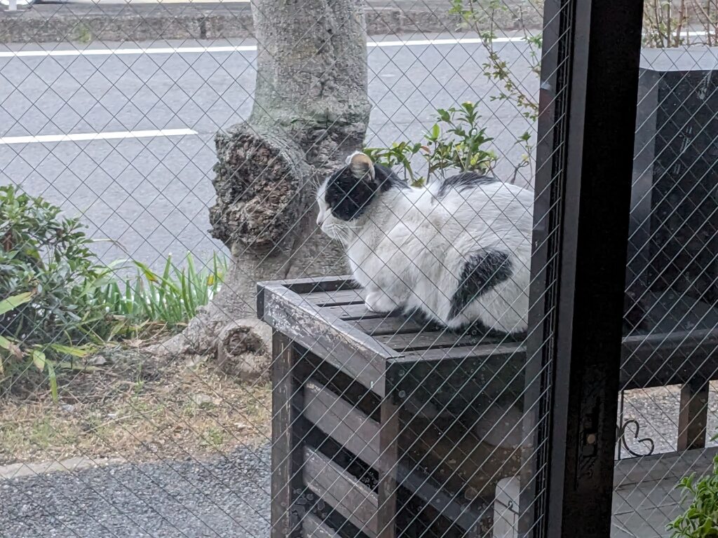 本日の猫ちゃん♪