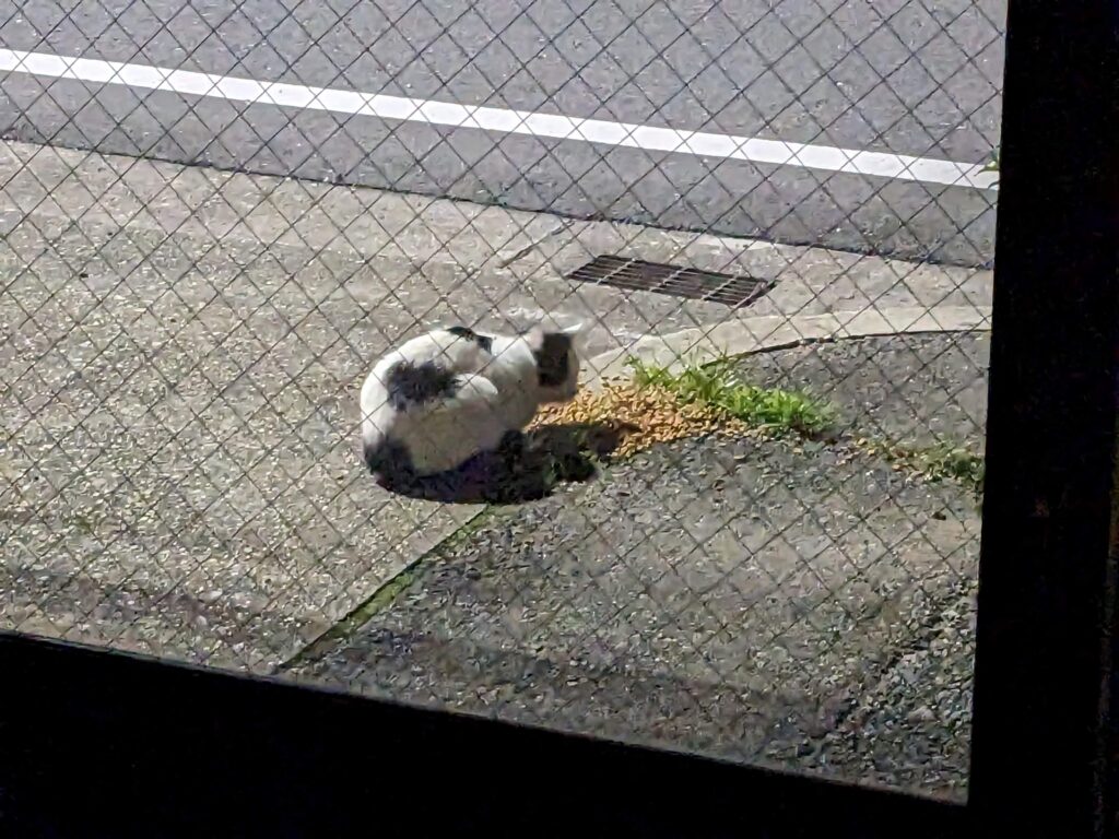 夜の猫ちゃん・・・