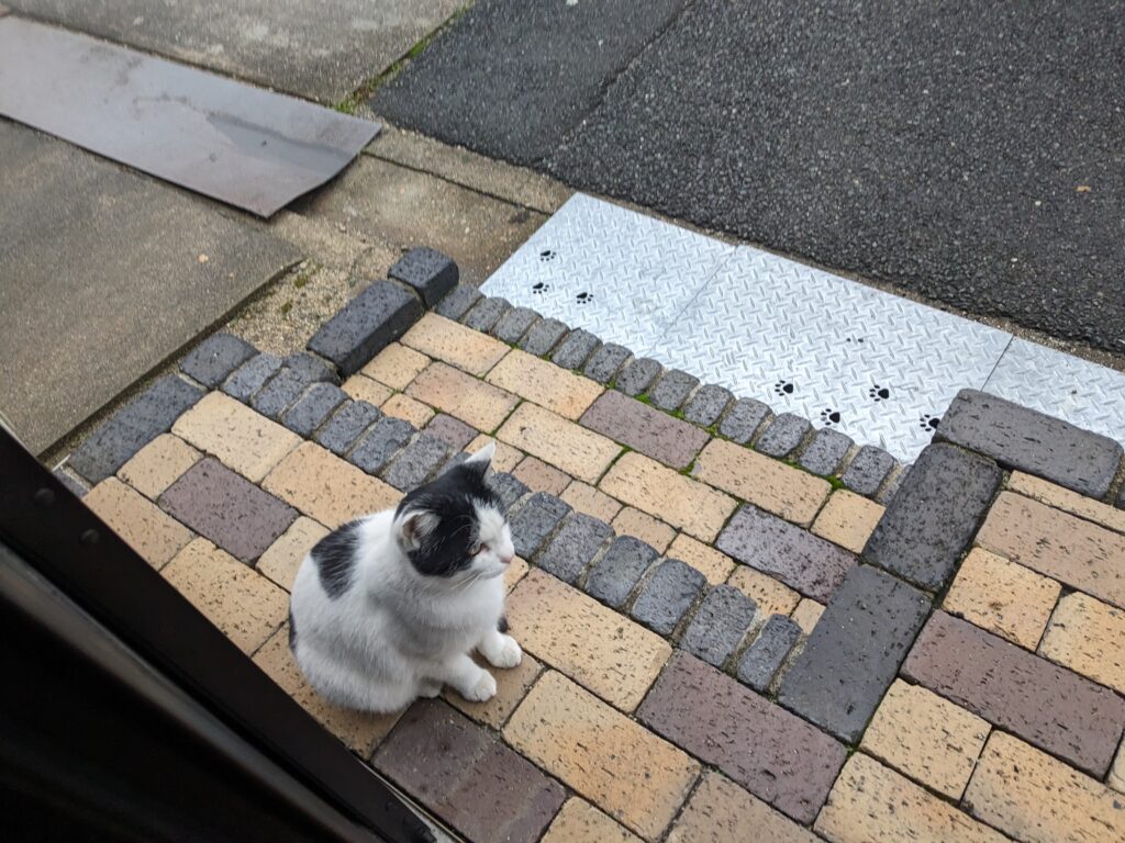 本日の猫ちゃん