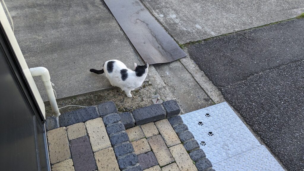 本日の猫ちゃん