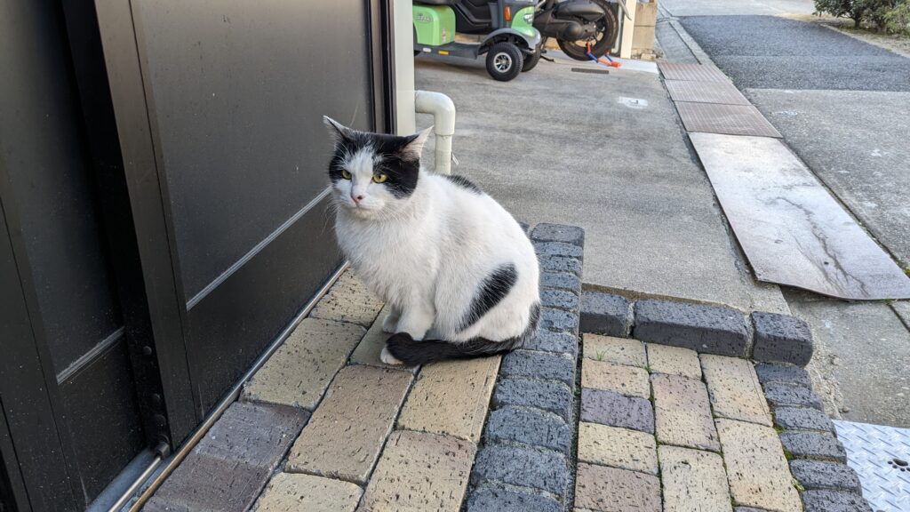 本日の猫ちゃん