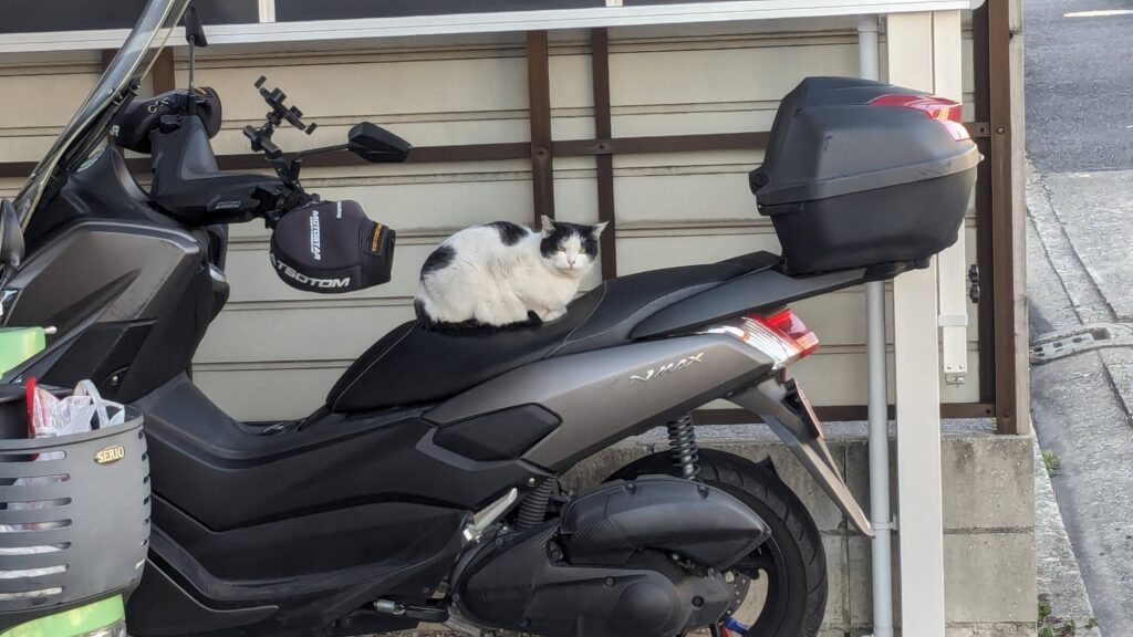 バイクの上の猫ちゃん