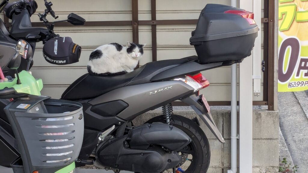 昼間のバイク乗り猫ちゃん