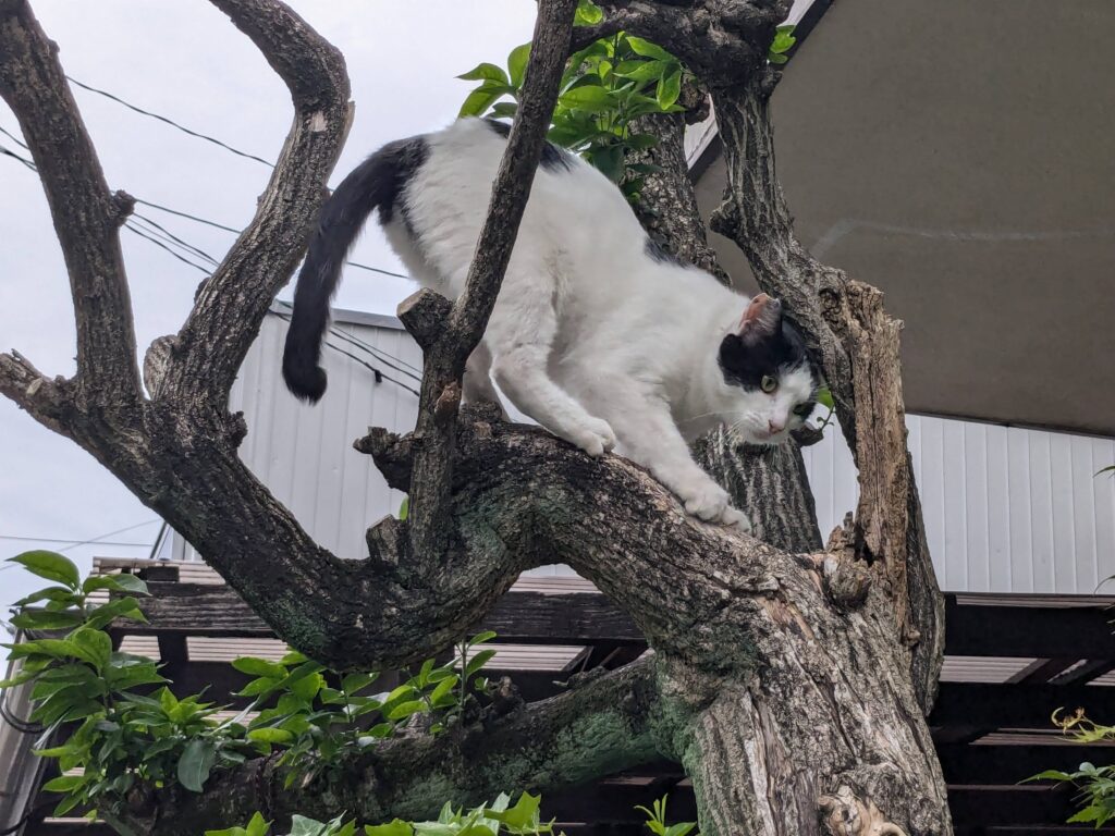 本日の猫ちゃん。　木に登ってた!!