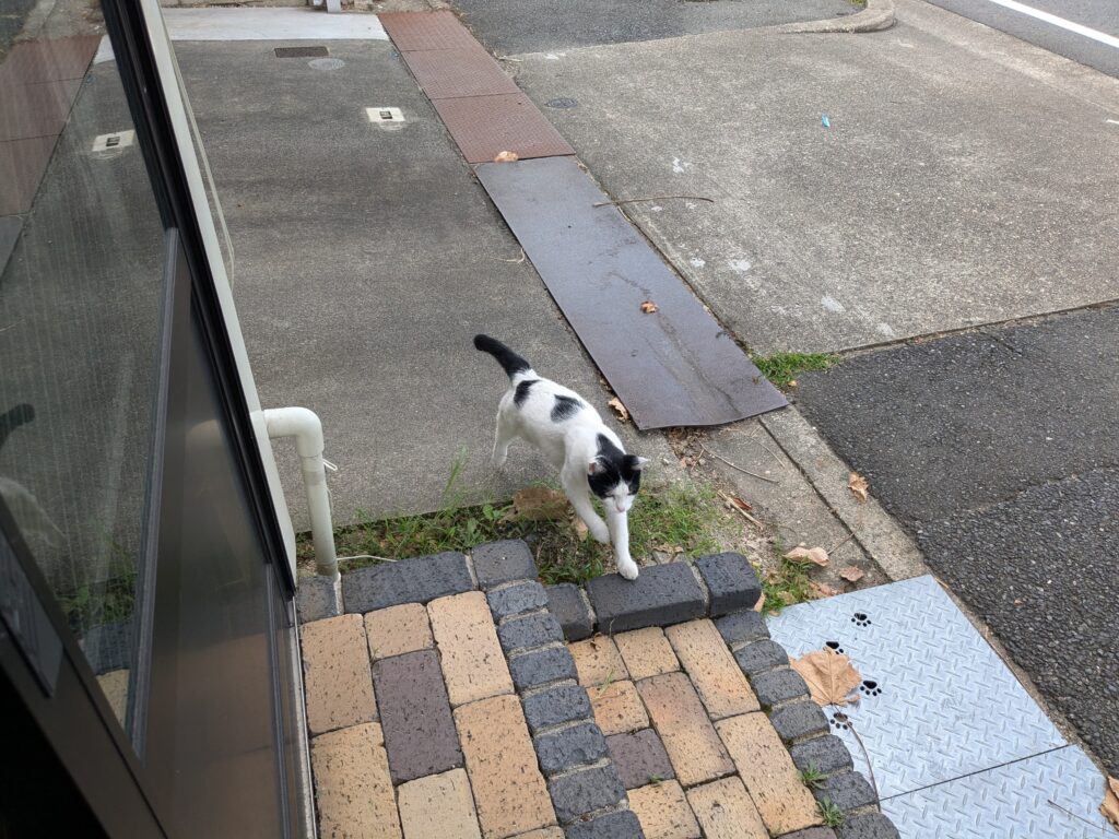 本日の猫ちゃん♪♪♪♪