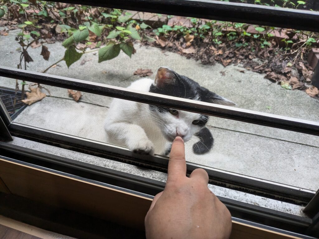 今日の猫ちゃん♪