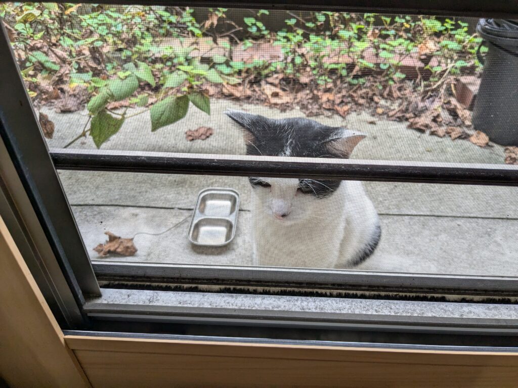 今日の猫ちゃん♪