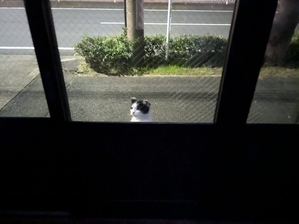 今日の猫ちゃん