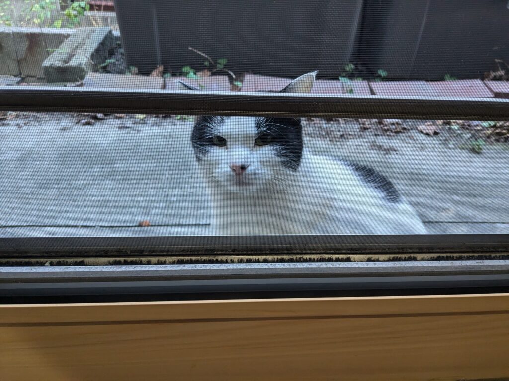 本日の猫ちゃん💖