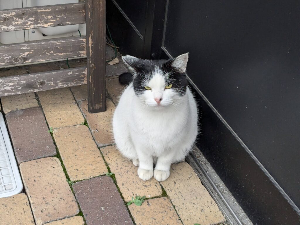 本日の猫ちゃん♪　こたつ注文出来ました＼(^o^)／💖