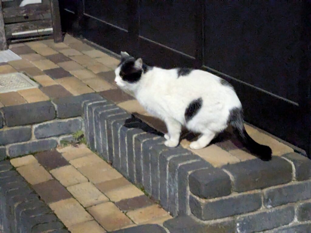 本日の猫ちゃん💖