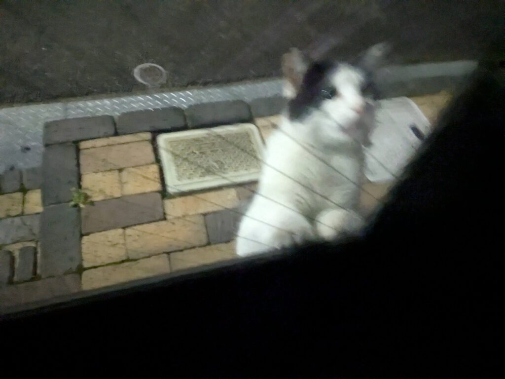 本日の猫ちゃん