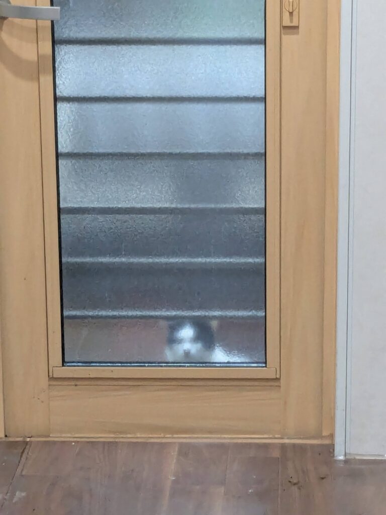 猫ちゃんとの時間🐈