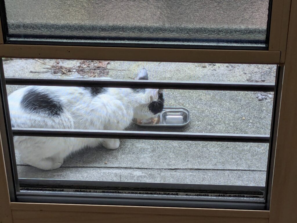 ねこちゃん🐈