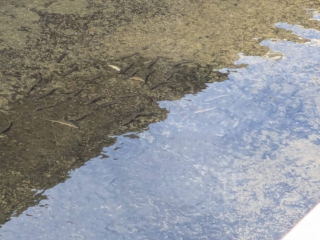 古民家の家の前の川に魚が泳いでいました!!