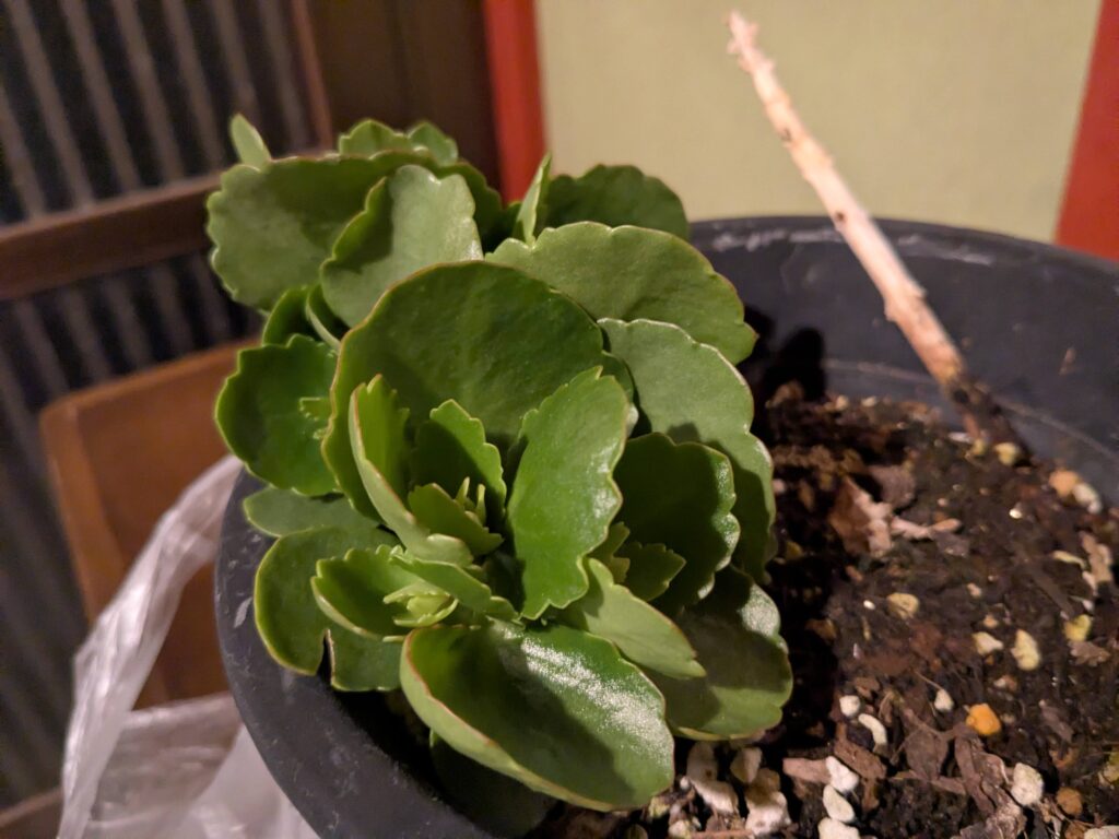 頂いたカランコエ(多肉植物)を植え替えました。