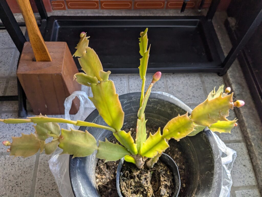 エレガント系刺繍データ制作・CD企画 その5