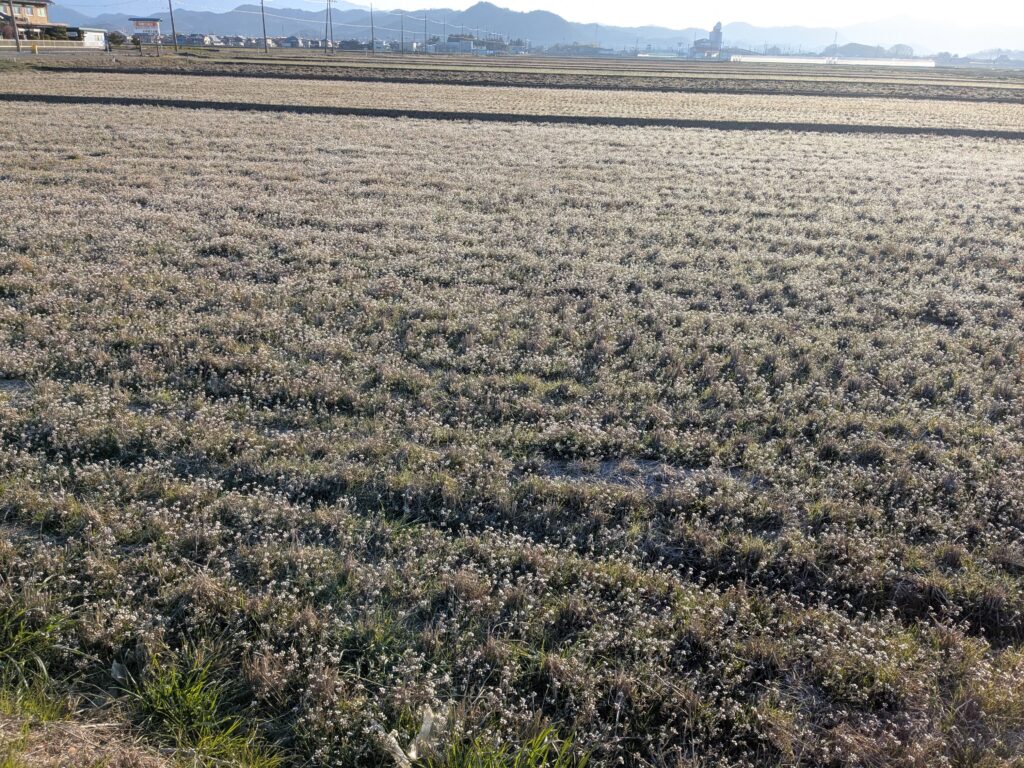 世継の集落の田んぼに広がる白いお花