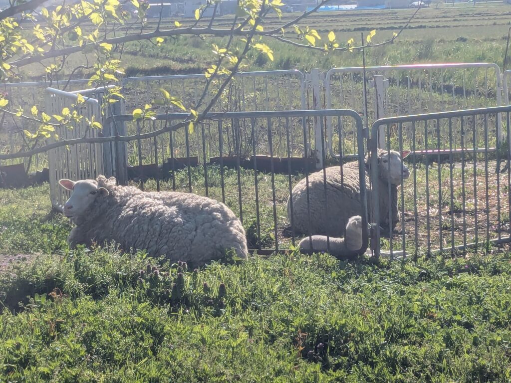 🐏の赤ちゃん🐏