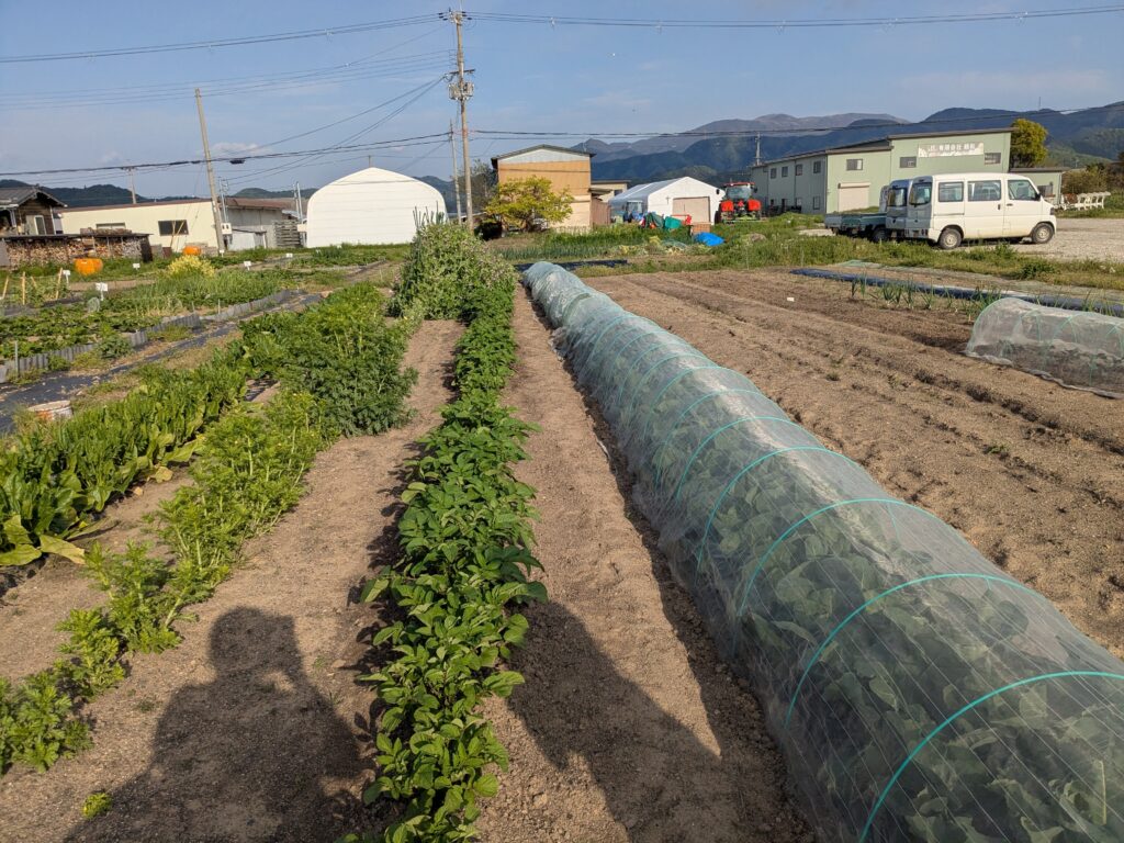 無農薬野菜を売って頂きました^^