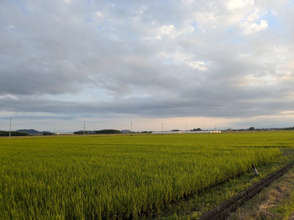 世継集落の田んぼ道💖