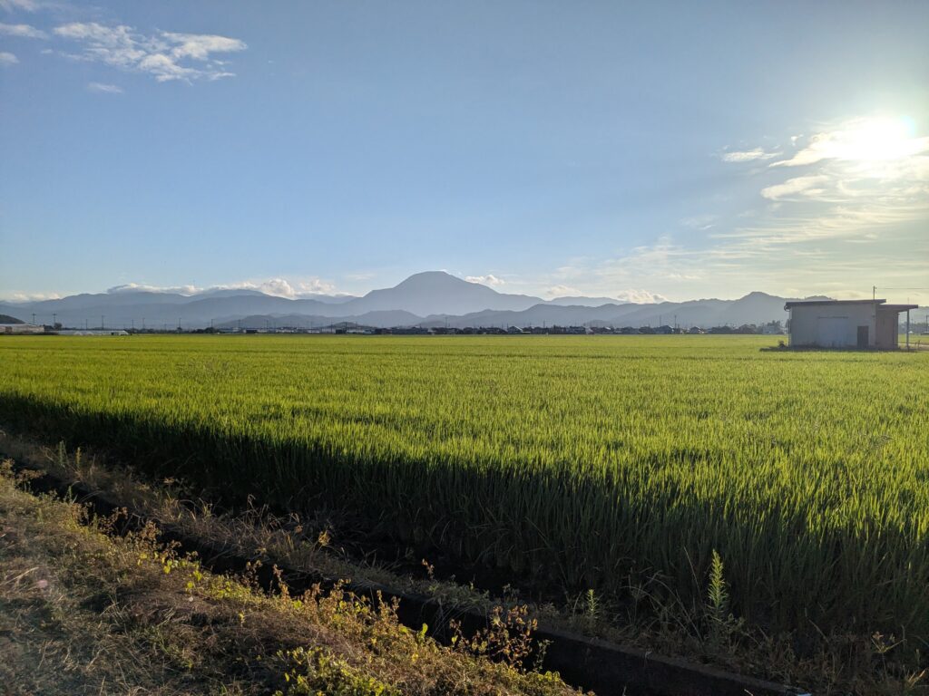 本日も朝のウォーキングをしました。