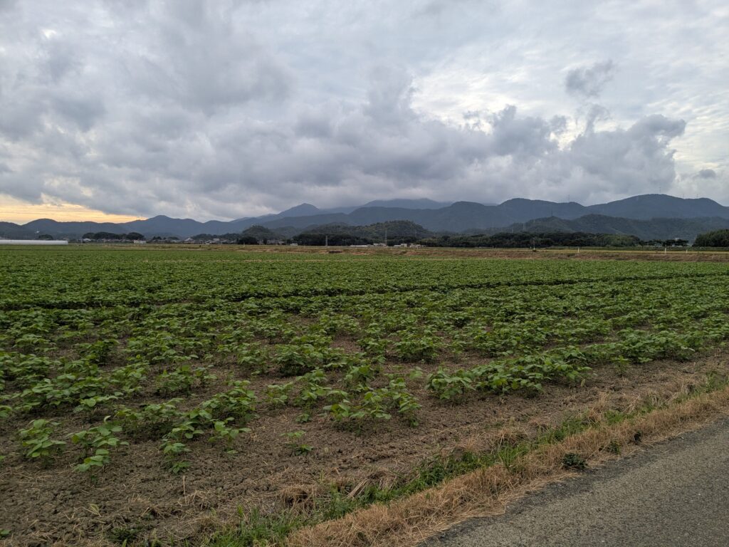 朝のウォーキング♪