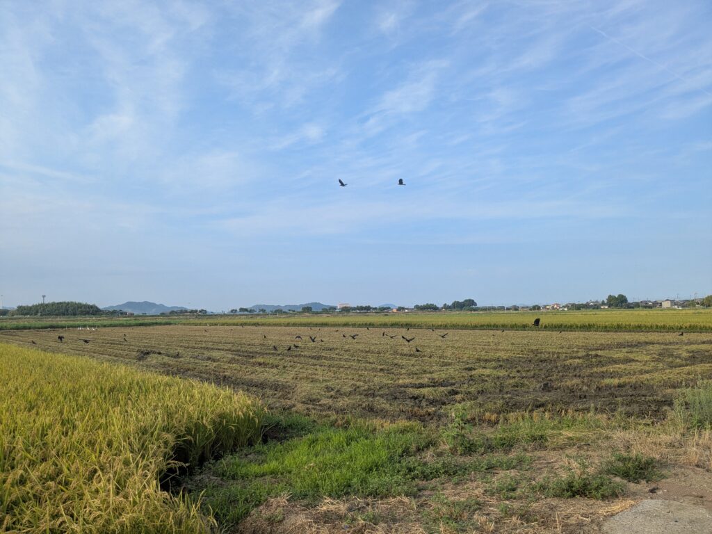 朝のウォーキングも楽しみました。