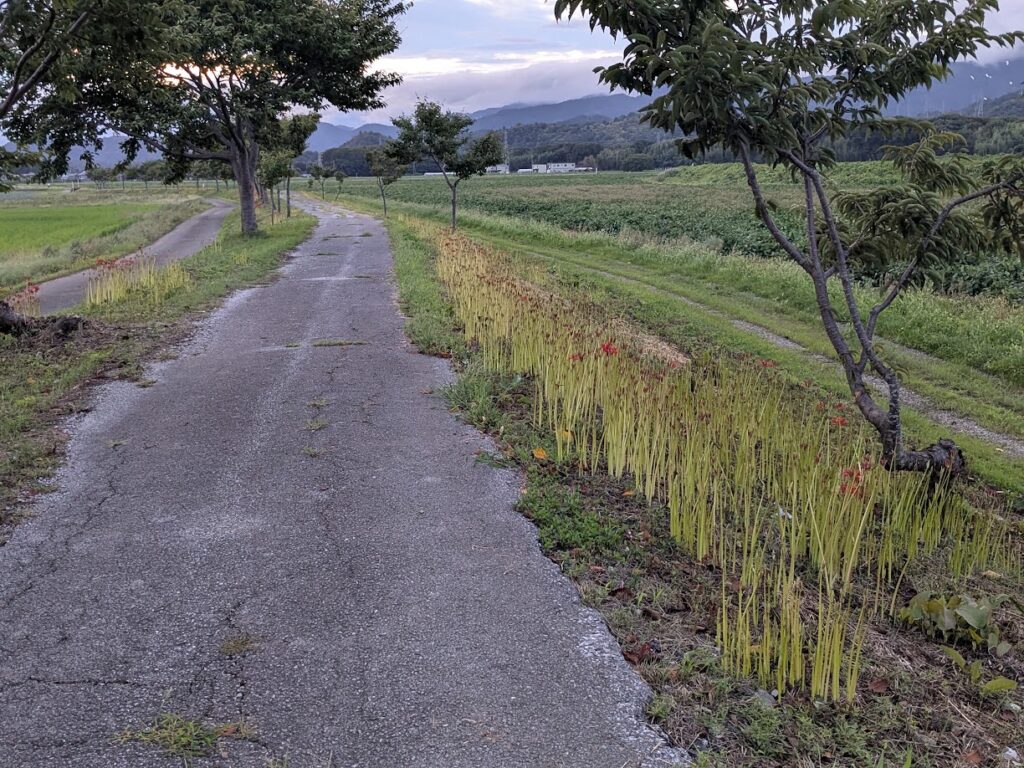彼岸花を見つけました♪