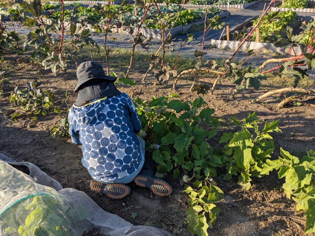 親和農業さんで🍠さつま芋頂きました💖